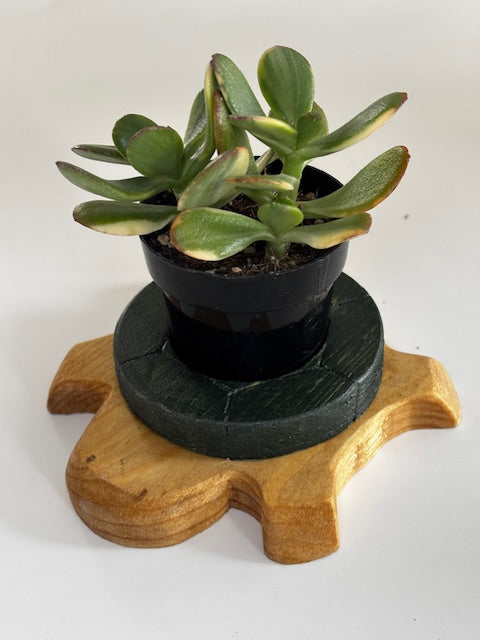 Turtle Succulent Holders