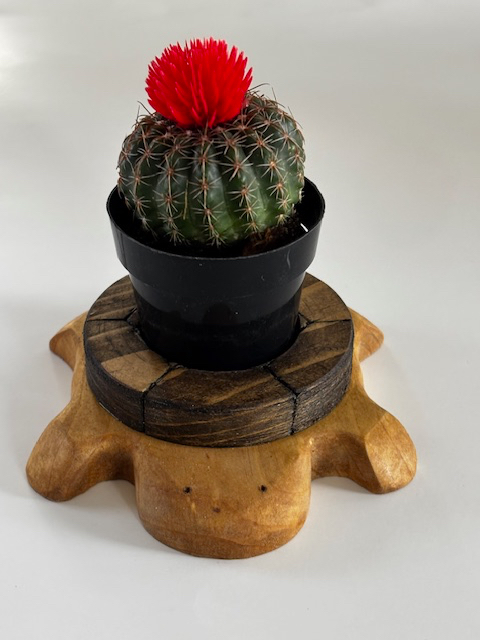 Turtle Succulent Holders